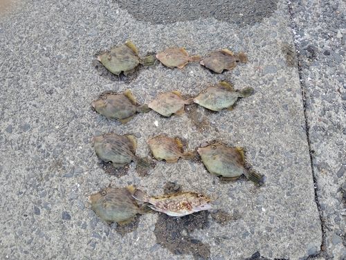 カワハギの釣果