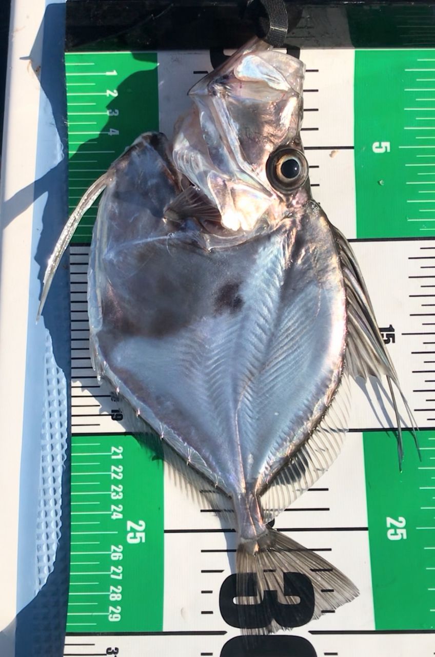 はまぶたさんの釣果 2枚目の画像