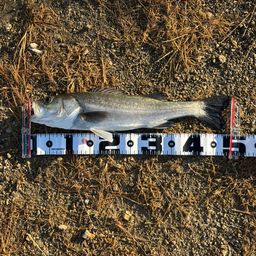 マダカ（マルスズキ）