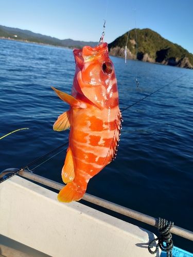 アカハタの釣果