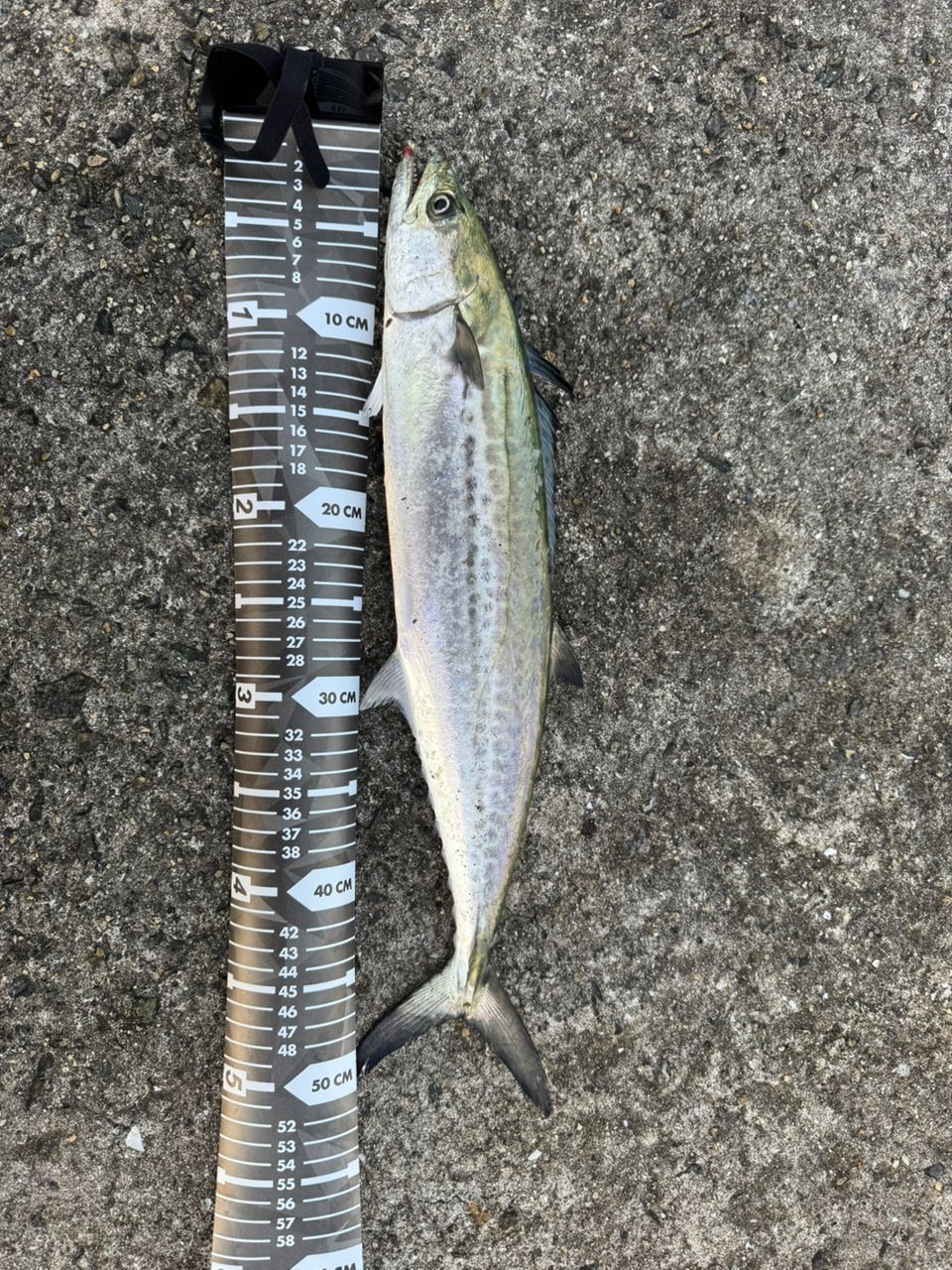 SHIMANO 20コルトスナイパー XR S96Mの最安値・インプレ・釣果 | 本音