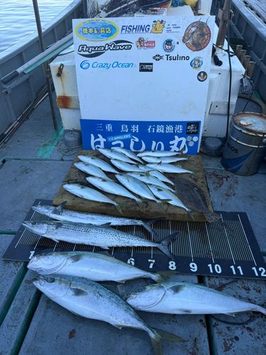 サワラの釣果