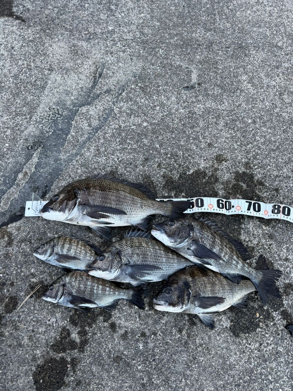 はっしぃ丸さんの釣果 2枚目の画像