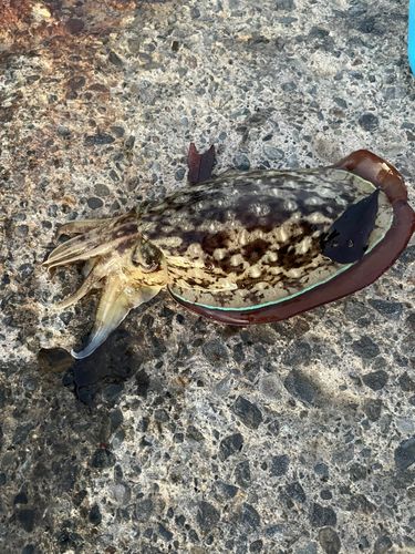 コウイカの釣果