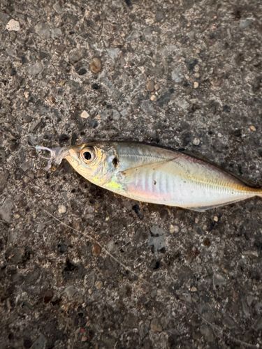 マアジの釣果
