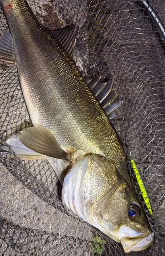 シーバスの釣果