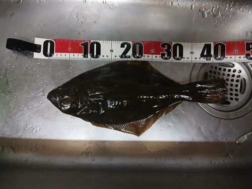 ヒラメの釣果
