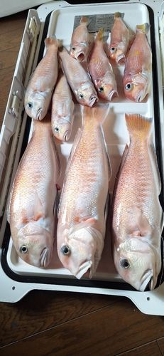 シロアマダイの釣果