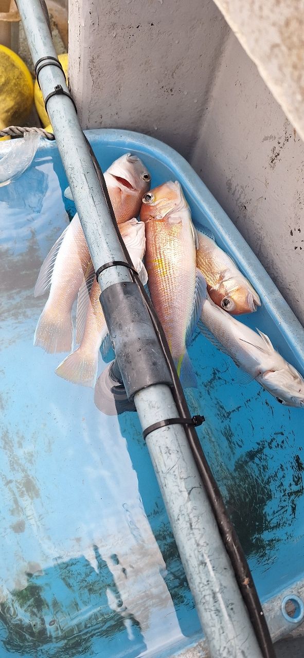 釣れるといいな❗🙏しますさんの釣果 2枚目の画像