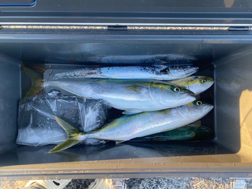 ヒラマサの釣果