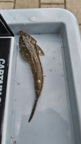 ネズミゴチの釣果