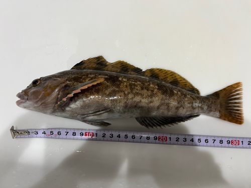 アイナメの釣果