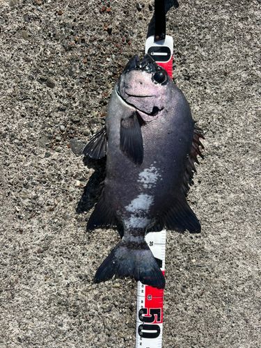 イシダイの釣果