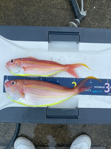 イトヨリダイの釣果