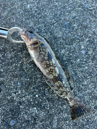 アイナメの釣果