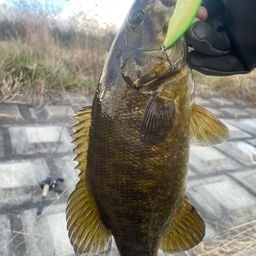 スモールマウスバス