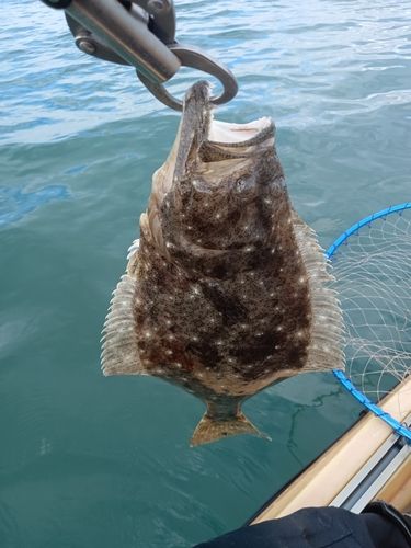 ヒラメの釣果