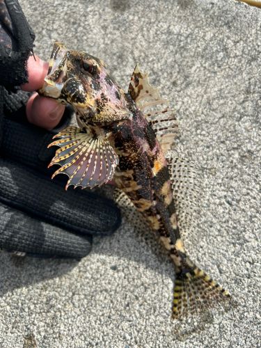 アナハゼの釣果