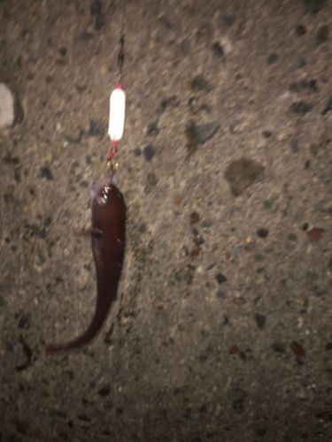 エゾイソアイナメの釣果