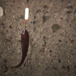 エゾイソアイナメ