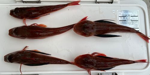 ホウボウの釣果