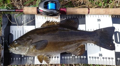 スモールマウスバスの釣果