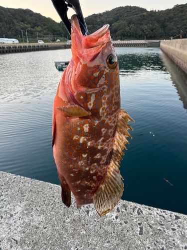 キジハタの釣果