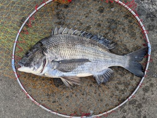 チヌの釣果