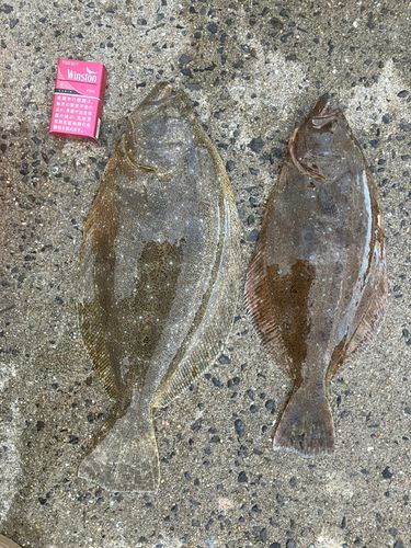 ヒラメの釣果