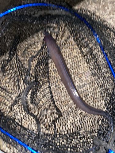 クロアナゴの釣果