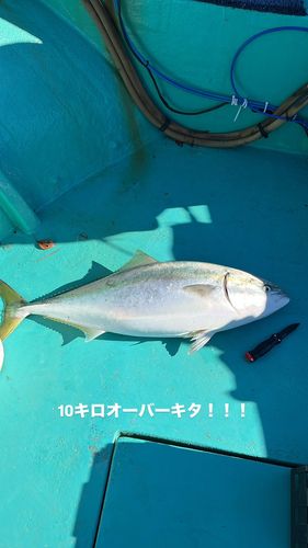 ブリの釣果