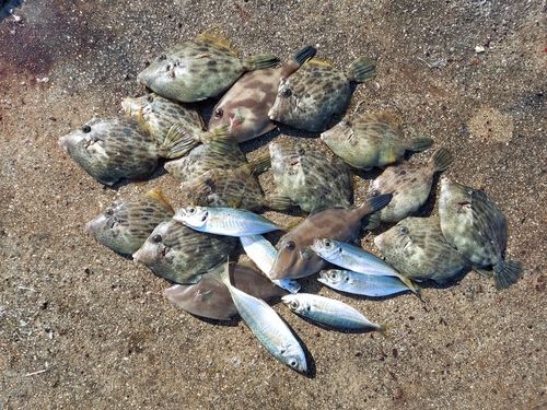 カワハギの釣果