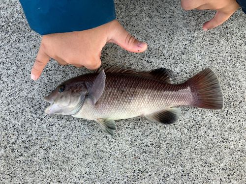 コブダイの釣果