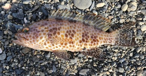 オオモンハタの釣果