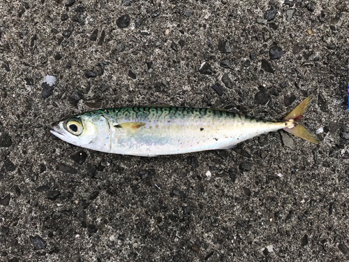 サバの釣果