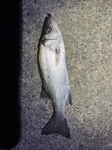 セイゴ（マルスズキ）の釣果