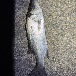 セイゴ（マルスズキ）