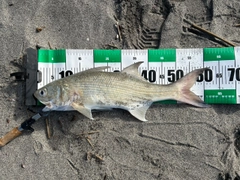 ツバメコノシロの釣果