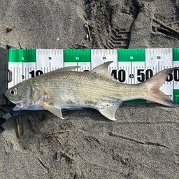 ツバメコノシロ