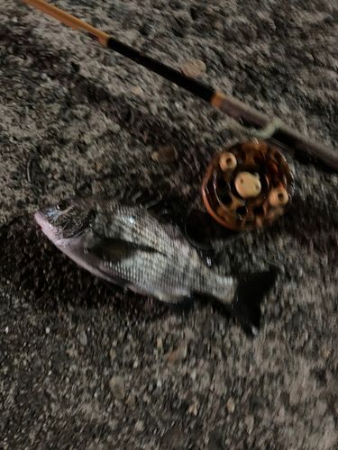 チンチンの釣果