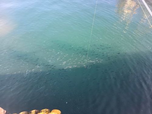 イワシの釣果