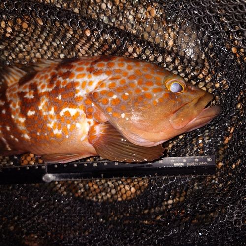 キジハタの釣果