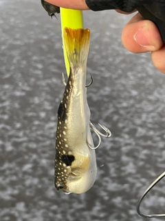 クサフグの釣果