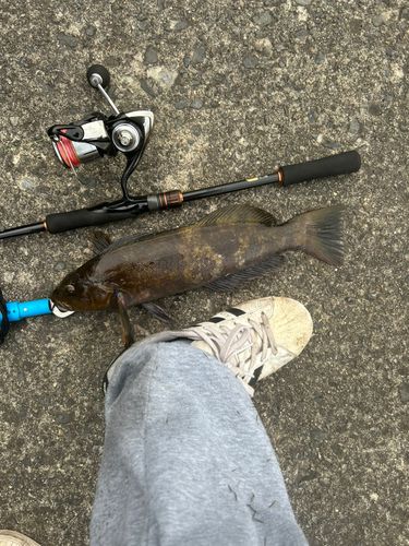 アイナメの釣果