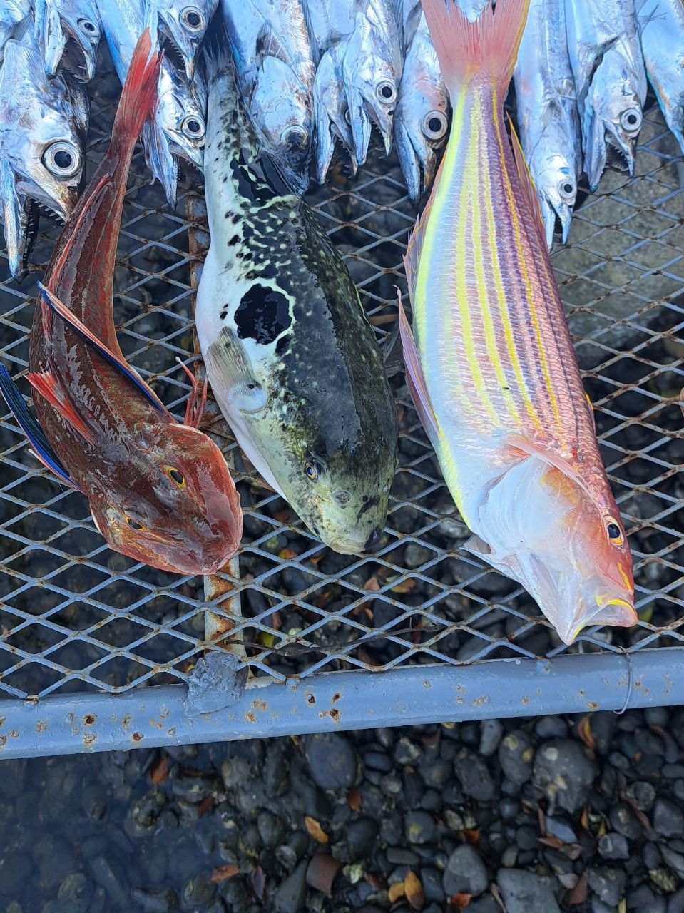 スプリングサンさんの釣果 1枚目の画像