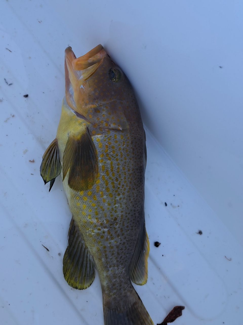 スプリングサンさんの釣果 2枚目の画像