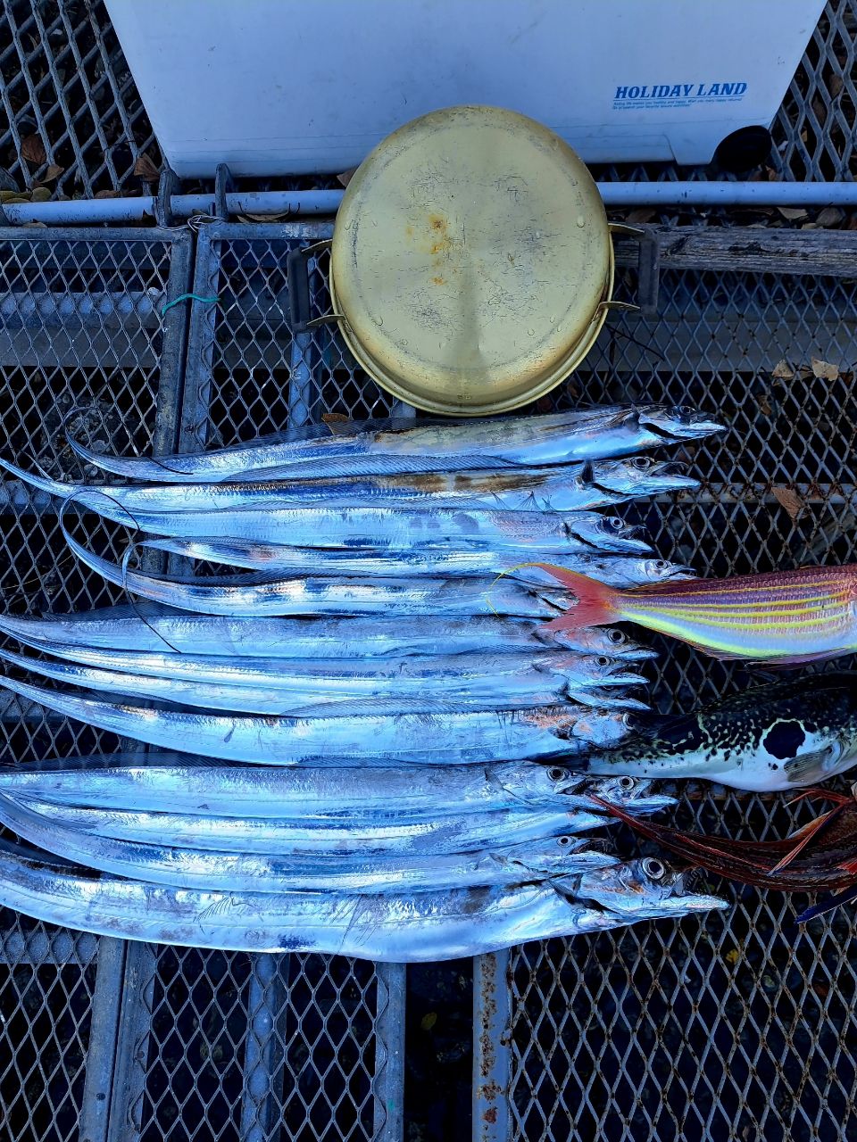 スプリングサンさんの釣果 3枚目の画像