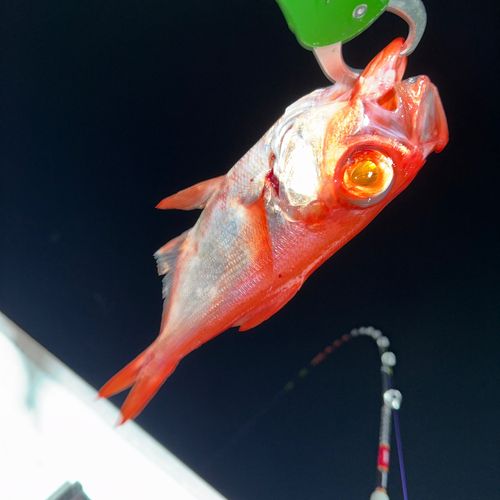 キンメダイの釣果