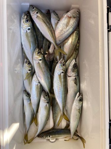 地島（和歌山）