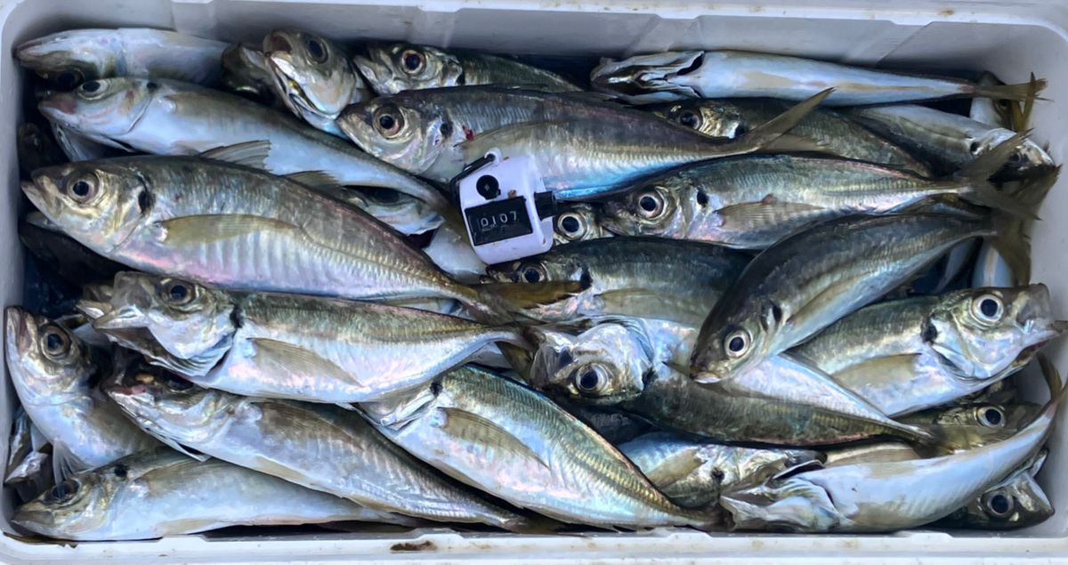アングラーナーヒャンさんの釣果 1枚目の画像